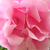 Alb - Trandafir de parc - Guirlande d'Amour®
